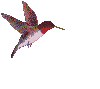 lefthummingbird(1)l.gif (6507 bytes)