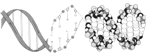 DNA Strand Graphic