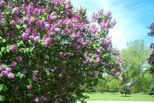 lilacs0002.jpg (291685 bytes)