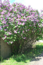 lilacs0003.jpg (292958 bytes)