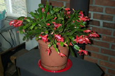 Christmas_Cactus0002.jpg (147764 bytes)