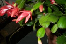 Christmas_Cactus0003.jpg (105986 bytes)