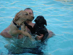 Pictures of Tank and Sadie swimming with Jim 6.8.03 007resized.jpg (38880 bytes)