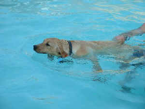 Sadie swimming 6.8.03 009resized.jpg (29974 bytes)