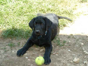 Tank with Ball 5.28.03 001resized.jpg (92543 bytes)